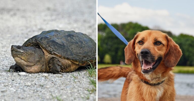 What Indiana Dog Owners Should Know About Snapping Turtles Near Reservoir Shorelines