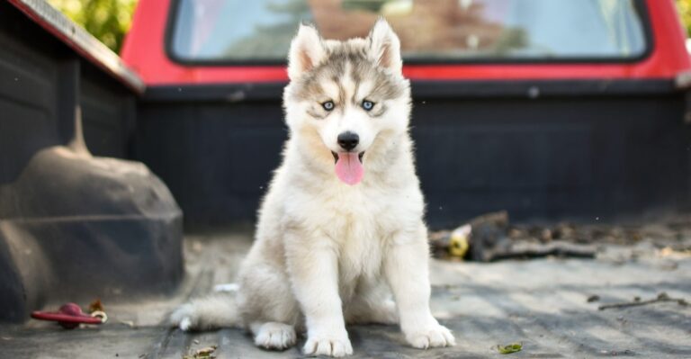 What Maryland Law Says About Dogs Riding Unrestrained In Pickup Beds