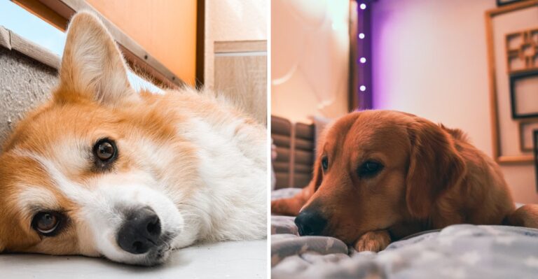 12 Ways Florida Humidity And Storm Noise Can Complicate A Rescue Dog’s First Month