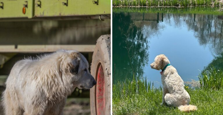 17 Indiana Grain-Bin, Barn, And Farmyard Hazards For Rural Dogs