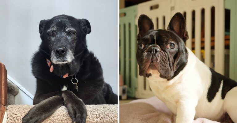 14 Pennsylvania Rowhouse Changes That Make Daily Life Easier For An Aging Dog