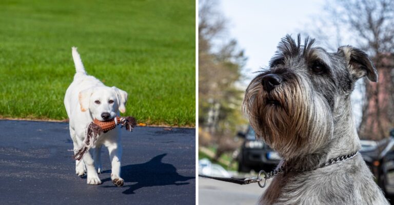 15 Working Dog Breeds Suited To Indiana Farms And Acreage