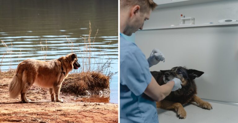 What Georgia Dog Owners Should Ask Their Vet Before Peak Mosquito Season