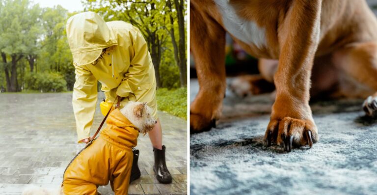 17 Things North Carolina Dog Owners End Up Keeping By The Door During Pollen, Mud, And Storm Season