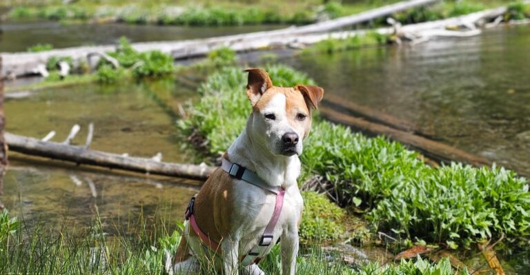 20 Things To Check Before Taking A Dog Into Virginia Wildlife Management Areas