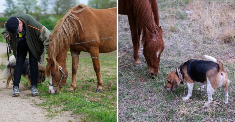 15 Horse-Trail Etiquette Rules Virginia Dog Owners Should Practice