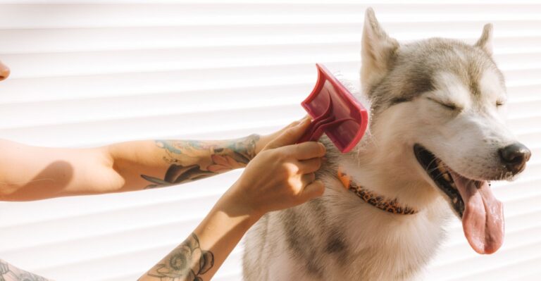 19 Paw And Coat-Care Habits North Carolina Dogs Need From Pollen Season Through Summer Storms
