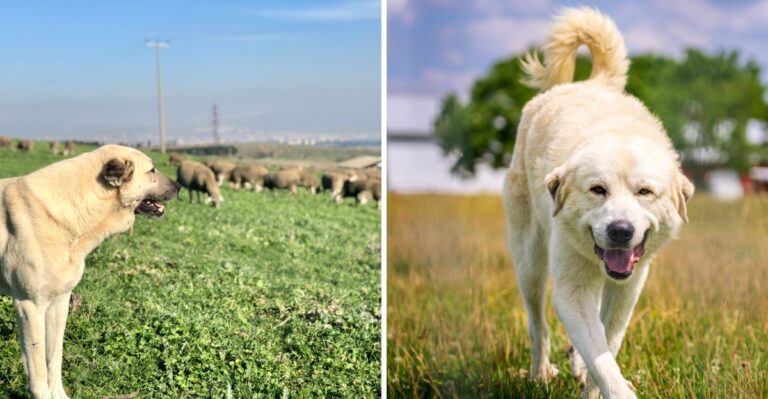 15 Working Dog Breeds Suited To Florida Horse Country And Rural Acreage