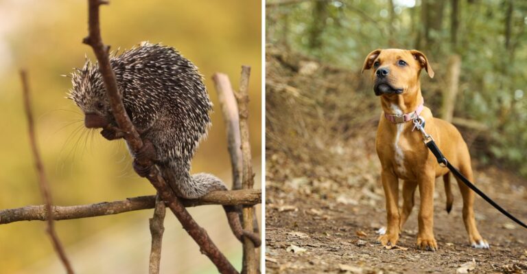What Pennsylvania Dog Owners Should Know About Porcupines In Northern Forests