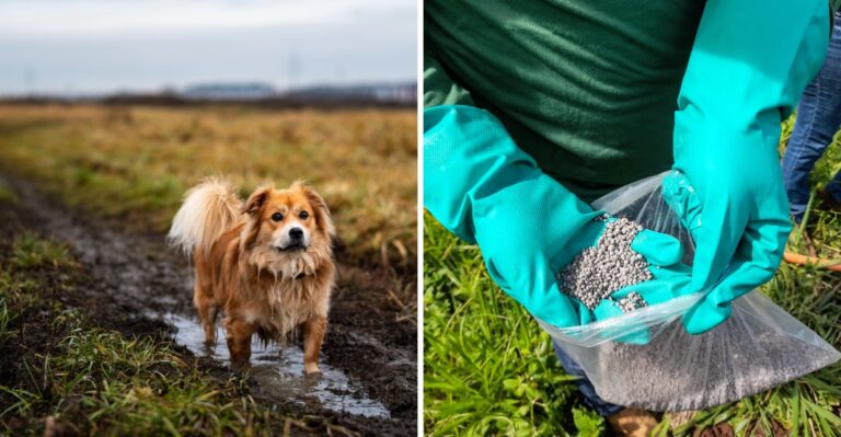 How Flooded Farm Fields Can Expose Illinois Dogs To Fertilizers And Debris