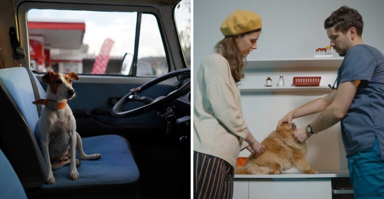 What Rural California Dog Owners Should Plan For When Specialty Vet Care Means A Long Drive