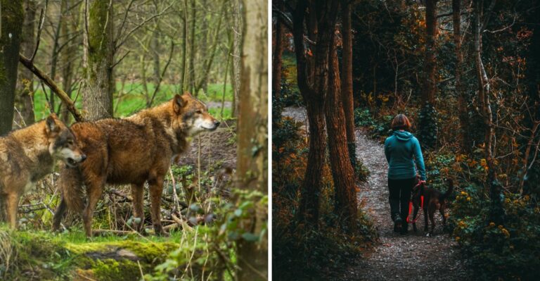 What Wisconsin Dog Owners Should Know About Wolves Near Northern Trails