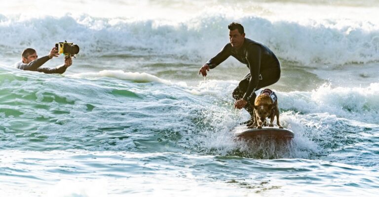 Where California Dogs Can Try Dock Diving, Surfing And Other Unusual Activities