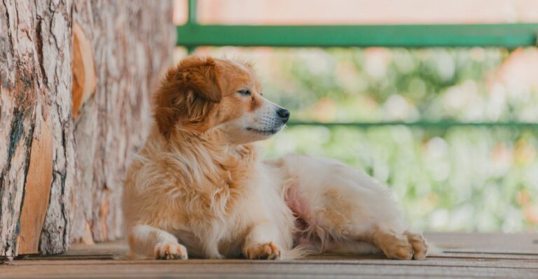 How A Screened Porch Can Change How A Georgia Puppy Learns The House Routine