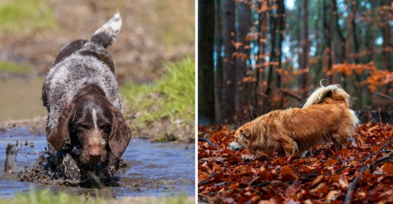 Moving To Michigan’s Upper Peninsula With A Dog Changes These 15 Daily Habits