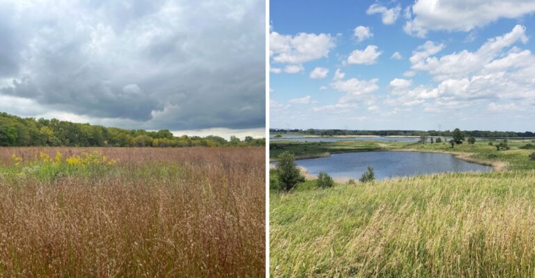 15 Illinois Prairie Preserves Where Leashed Dogs Can Roam Open Grasslands