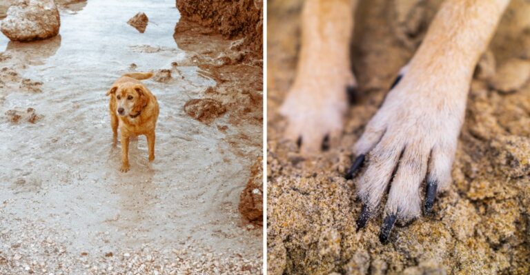 14 California Paw-Care Habits For Dogs That Split Time Between Pavement, Sand, And Dry Ground