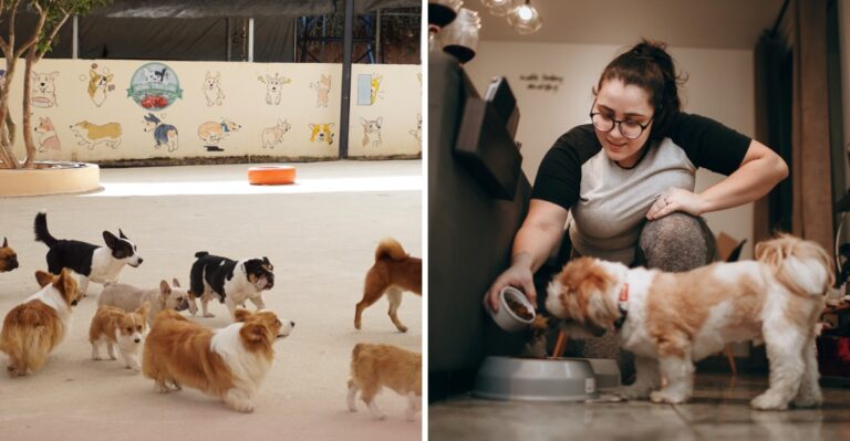 What New York Owners Should Know Before Sending A Dog To Daycare
