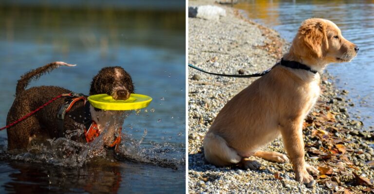 17 Water-Loving Dog Breeds For Wisconsin Lake And River Weekends