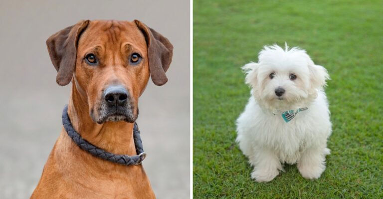 15 Calm Dog Breeds For Florida Homes Where Thunderstorms Are Part Of Summer