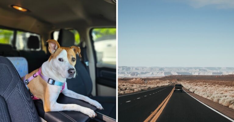 20 Supplies To Carry When Driving Arizona’s Long Desert Highways With A Dog