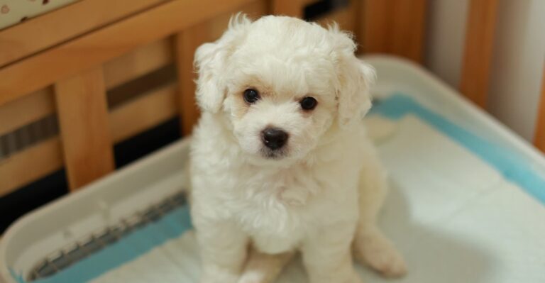 18 Puppy House-Training Workarounds Pennsylvania Owners Need When The Yard Is Tiny Or Missing