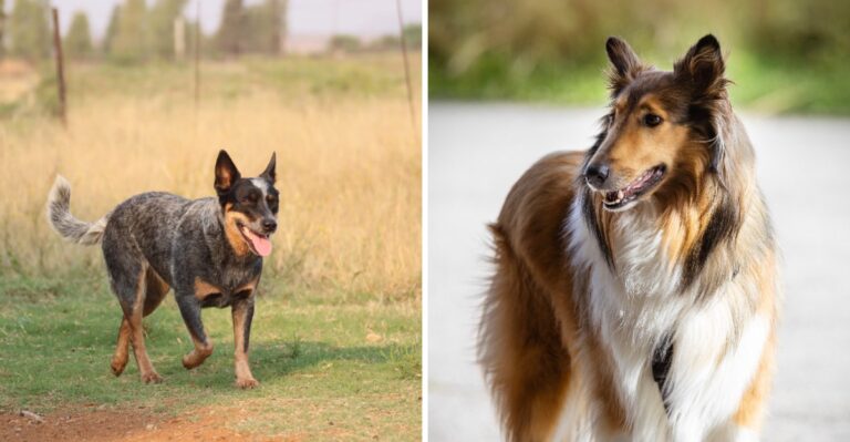 20 Working Dog Breeds Suited To Colorado Ranches And Horse Properties