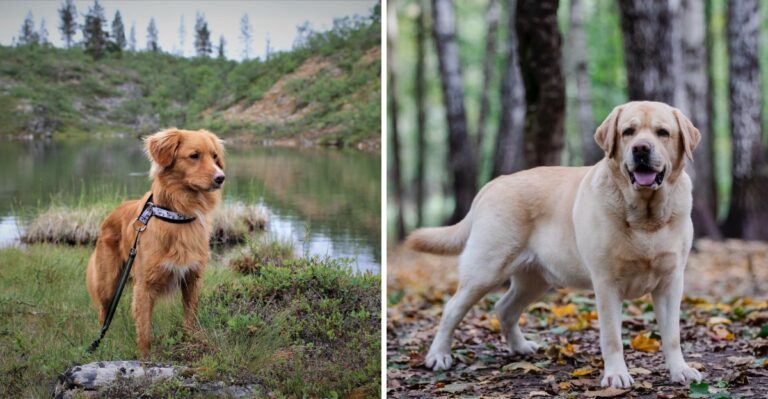 15 Sporting Dog Breeds For New York’s Upland Fields And Waterfowl Marshes