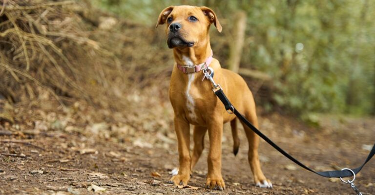 19 Things To Check Before Taking A Dog Into New York State Forests