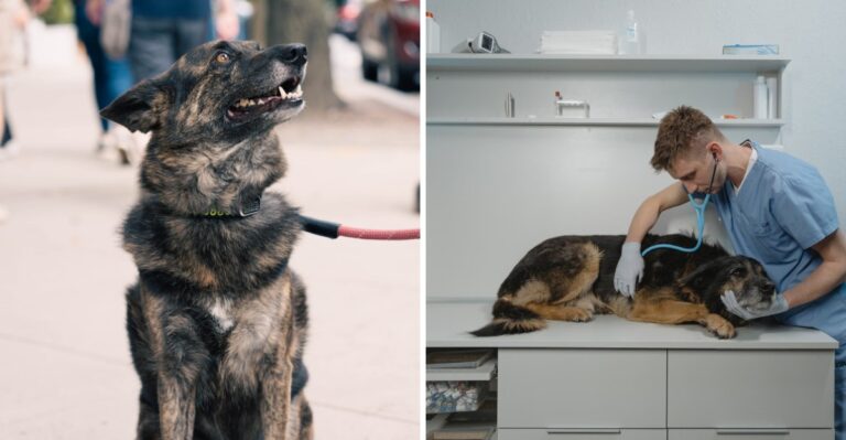 12 Ways A Rescue Dog’s Routine Changes Between Rural Ohio And Cleveland Or Columbus