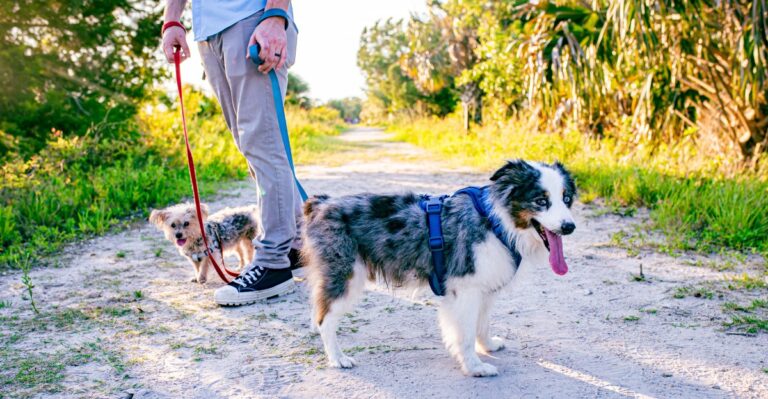 How Florida’s Year-Round Flea Season Changes Prevention For Dogs