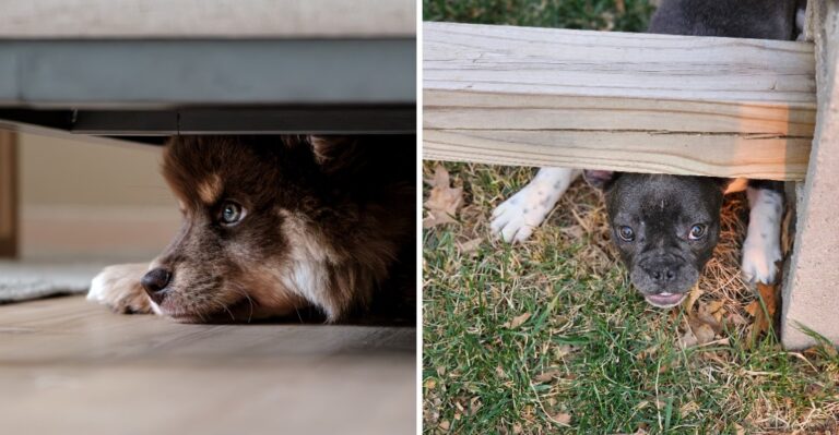 Thunderstorm Season Exposes Weak Gates Fast In Georgia Dog Households