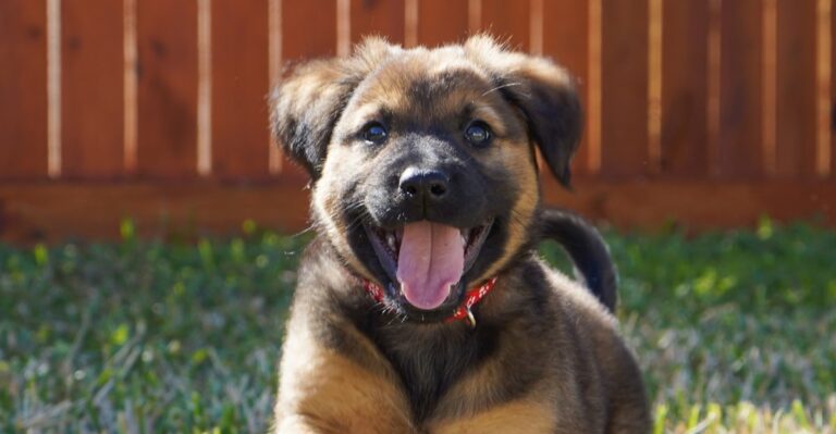 19 Porch, Yard, And Entryway Changes North Carolina Owners Should Make Before Bringing Home A Puppy