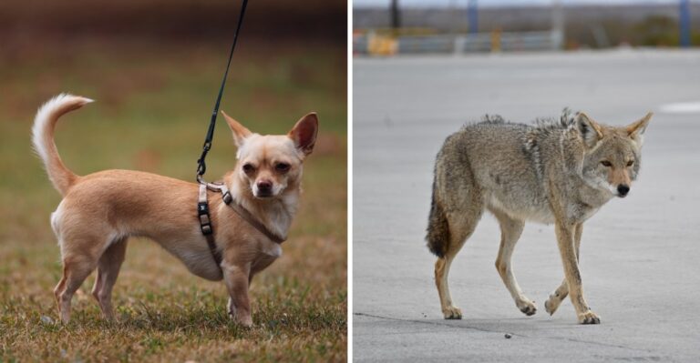 What Massachusetts Dog Owners Should Know About Coyotes Near Urban Greenways