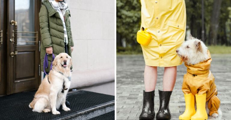 20 Florida Condo Elevator Habits That Make Daily Dog Life Easier During Storm Season