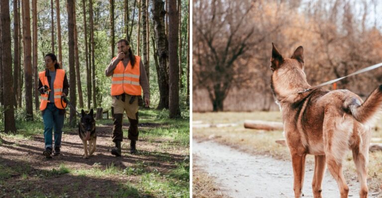 15 Hunting-Season Precautions For Dogs On Minnesota Public Land