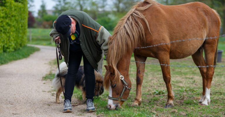 What Indiana Dog Owners Should Know Around Horse-Drawn Traffic In Amish Country