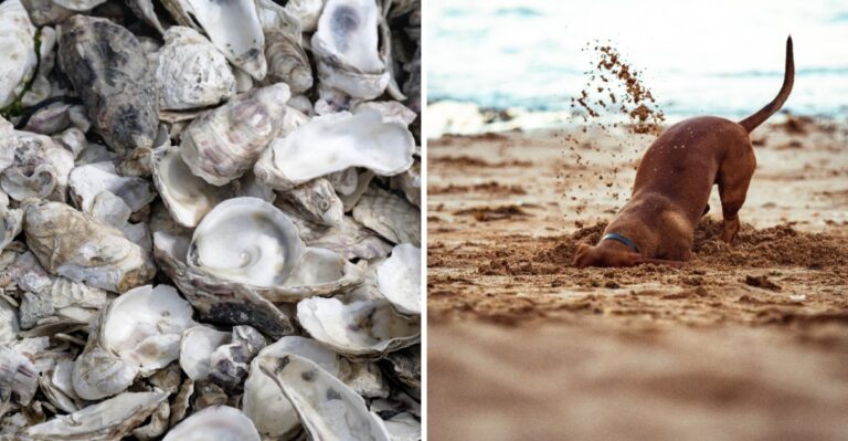 Why Salt Marsh Mud And Oyster Shells Can Injure Dogs Along The South Carolina Coast