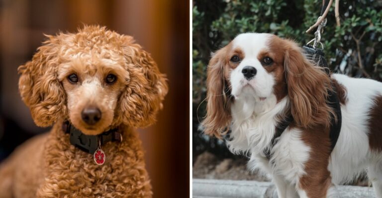 17 Small Dog Breeds Suited To Maryland Rowhouses And Close-In Suburbs