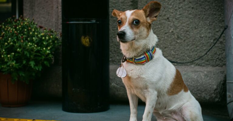 Street Noise Can Shape A Rescue Dog’s First Month In New York City