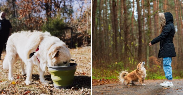 15 Things Indiana Dog Owners Should Check Before Visiting A State Forest
