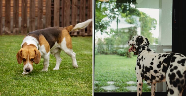 17 Pest-Control Risks To Consider Before Treating A Florida Yard Where Dogs Play