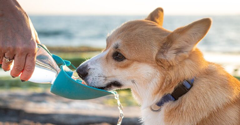 15 Wildfire-Evacuation Supplies Washington Dog Owners Should Keep Packed