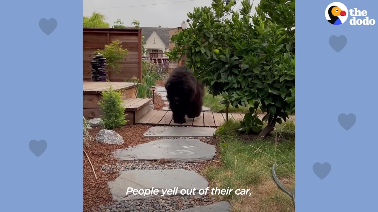 A large, fluffy black dog that looks like a bear walks along a wooden and stone path in a backyard garden.