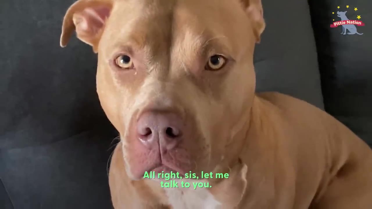 A close-up shot of a tan pit bull looking directly at the camera while sitting indoors.