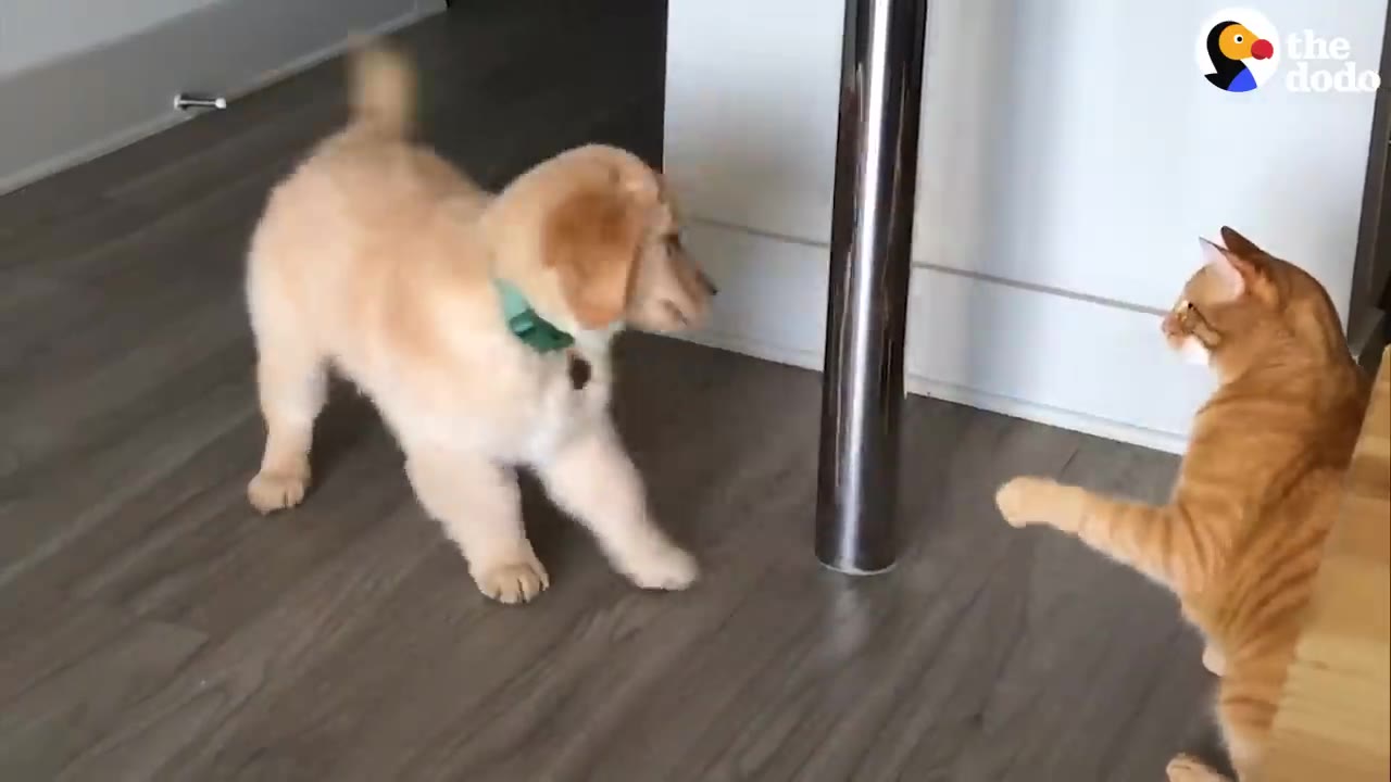 A golden retriever puppy with a green collar facing an orange tabby cat on a hardwood floor inside a home.