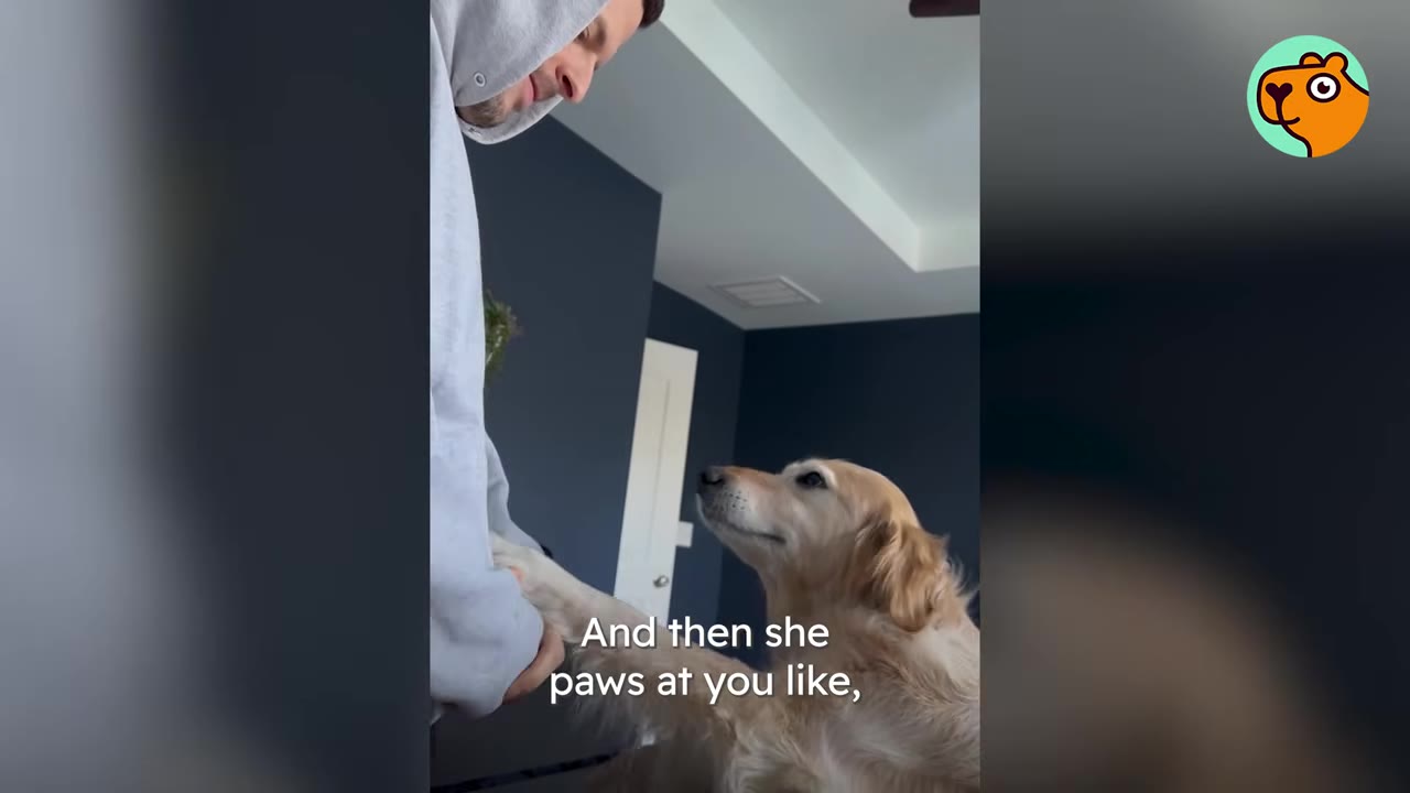 A golden retriever sitting up and placing a paw against a man wearing a gray hoodie while looking up at his face.