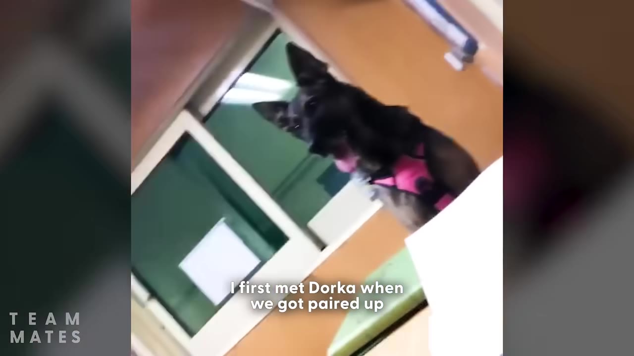 A German Shepherd mix wearing a pink harness looks up with its mouth slightly open, with on-screen text reading 'I first met Dorka when we got paired up'.