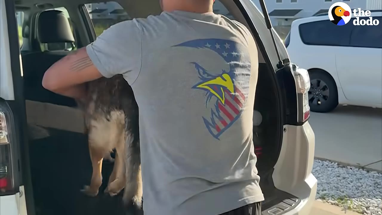 A man in a grey t-shirt with an eagle graphic on the back lifts a large brown dog into the open trunk of a white SUV.