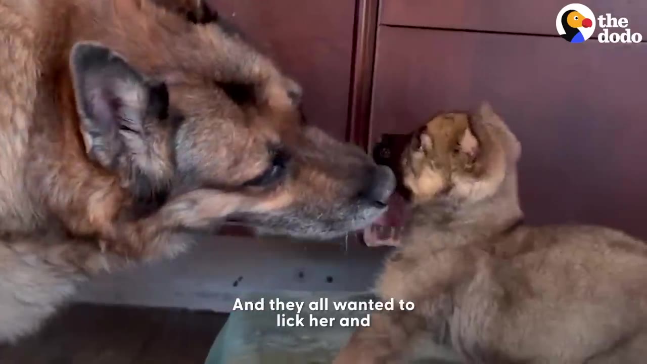 A large German Shepherd-mix dog gently sniffs and greets a tiny brown puppy.